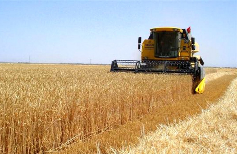 Ötən il ümumi taxıl istehsalı 3% artıb