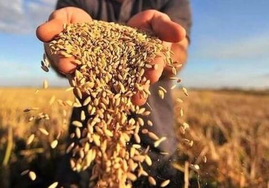 Anbarda yerli taxıl olarsa…