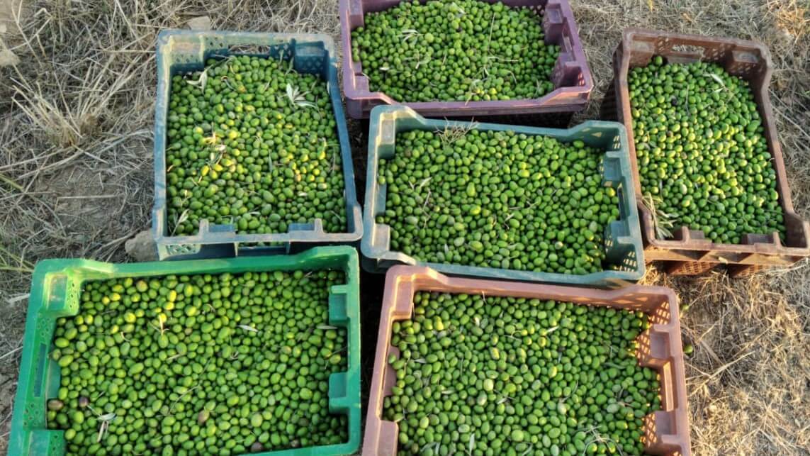 "Grand Agro" işçi axtarır