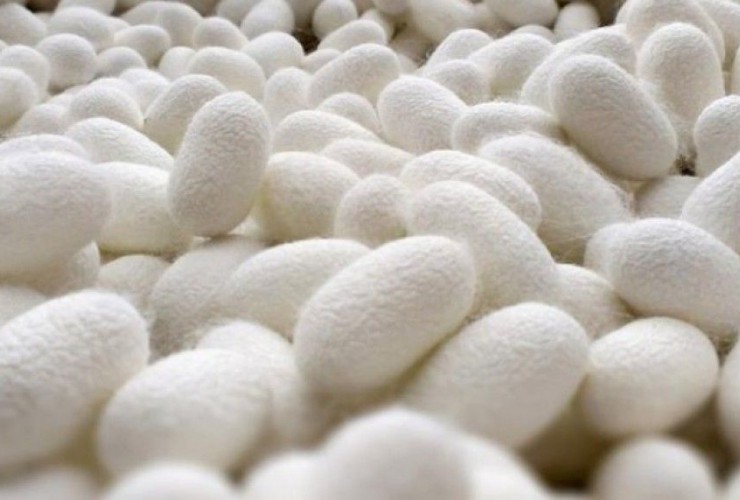 Naxçıvanda barama istehsalı 17% artıb