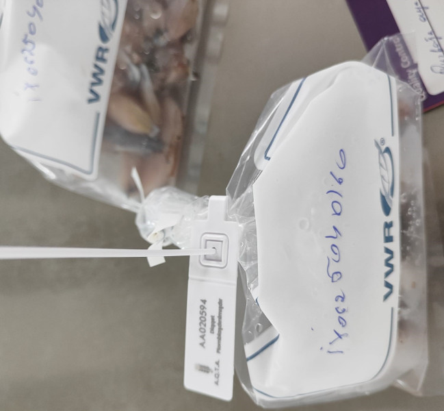 Azərbaycan İtaliya və Fransaya 3,6 ton qurbağa ayağı ixrac edib