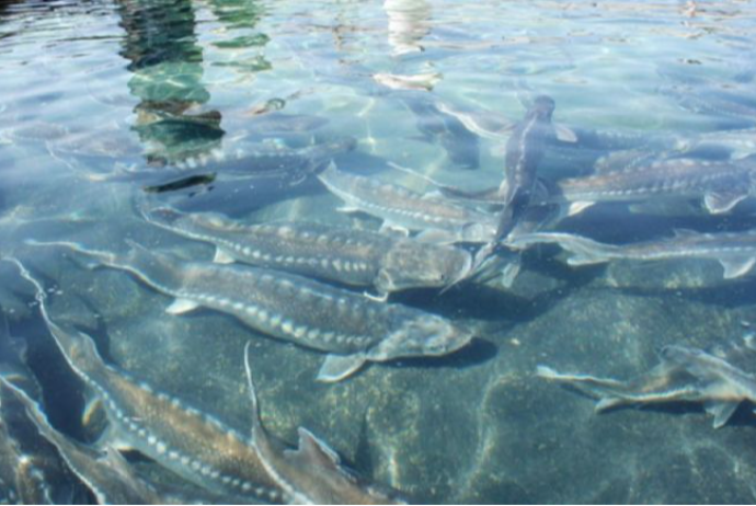 Balıqartırma müəssisələri Kənd Təsərrüfatı Nazirliyinin tabeliyinə verilib