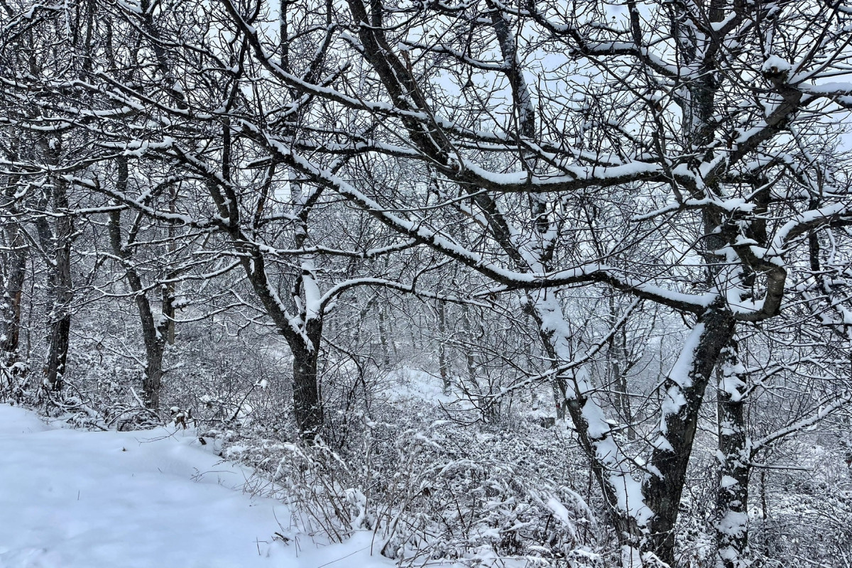 Bəzi ərazilərə qar yağır - FAKTİKİ HAVA