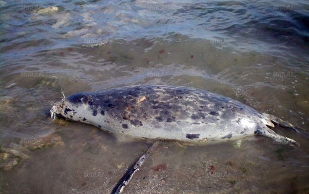 Ceyhun Əliyev: Xəzərdə suiti ölümləri norma daxilindədir