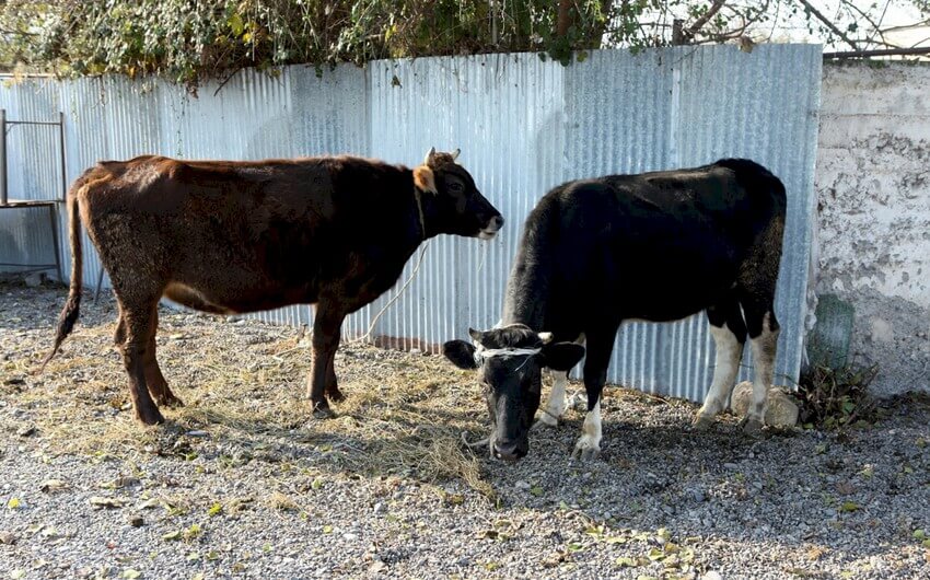 Dövlət Məşğulluq Agentliyi 66 milyon manatlıq mal-qara alır