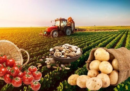 Kənddən şəhərə gələrkən qırılan “məhsul zənciri”