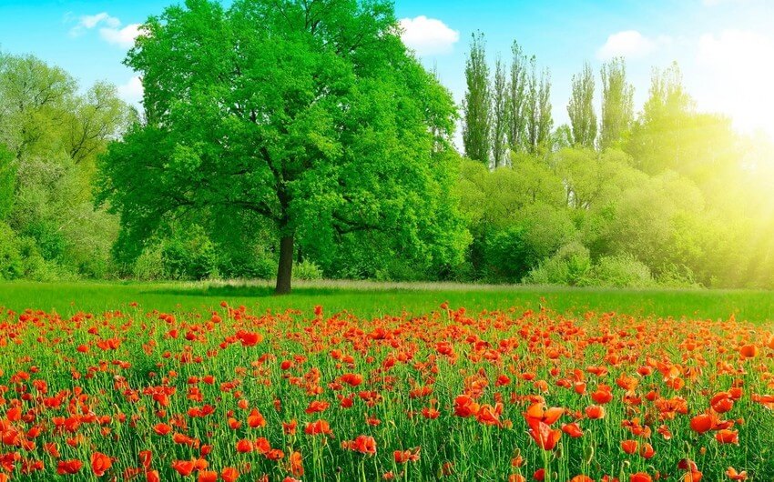 Sabah hava necə olacaq?