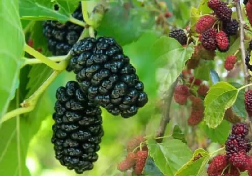 Küçələrdə batan məhsul