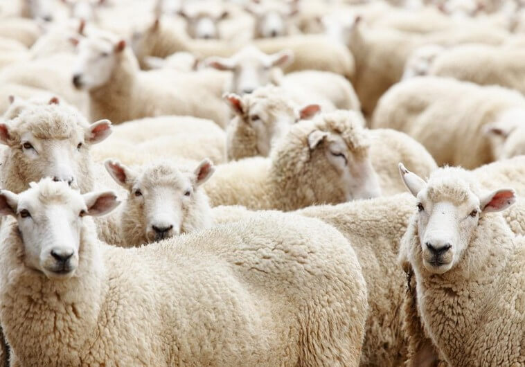 Qurbanlıq heyvanların satış və kəsim yerləri - SİYAHI