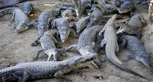 Dişi timsahların təkbaşına çoxala bildikləri məlum olub