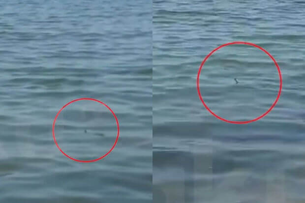 Türkan çimərliyində ilanlar peyda olub - VİDEO