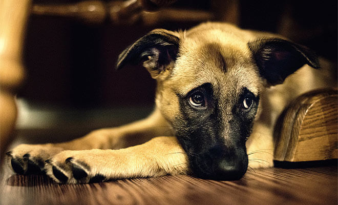 Heyvanlar da insanlar kimi intihar edirmi?