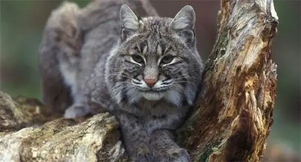 Vəhşi pişiyin qaçırdığı körpə damdan yıxılaraq ölüb