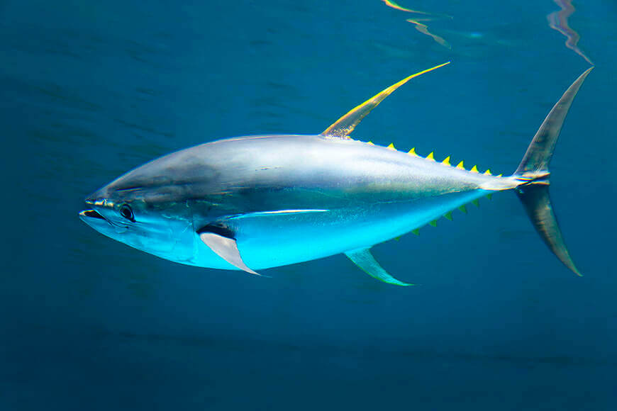 Dünyanın ən sürətli 10 balığı - SİYAHI