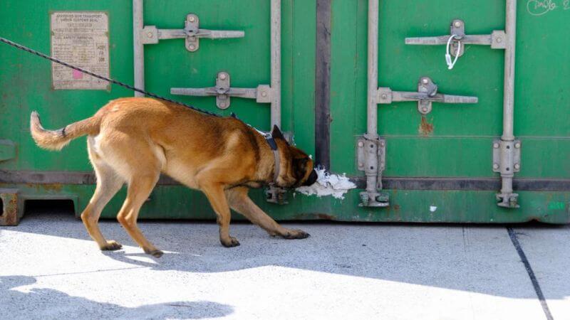 Niderlandda narkotik əməliyyatında 600 milyon avroluq kokain ələ keçirilib