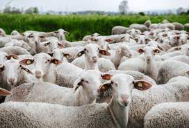 Bu il Azərbaycana 51 milyon dollarlıq diri heyvanlar gətirilib