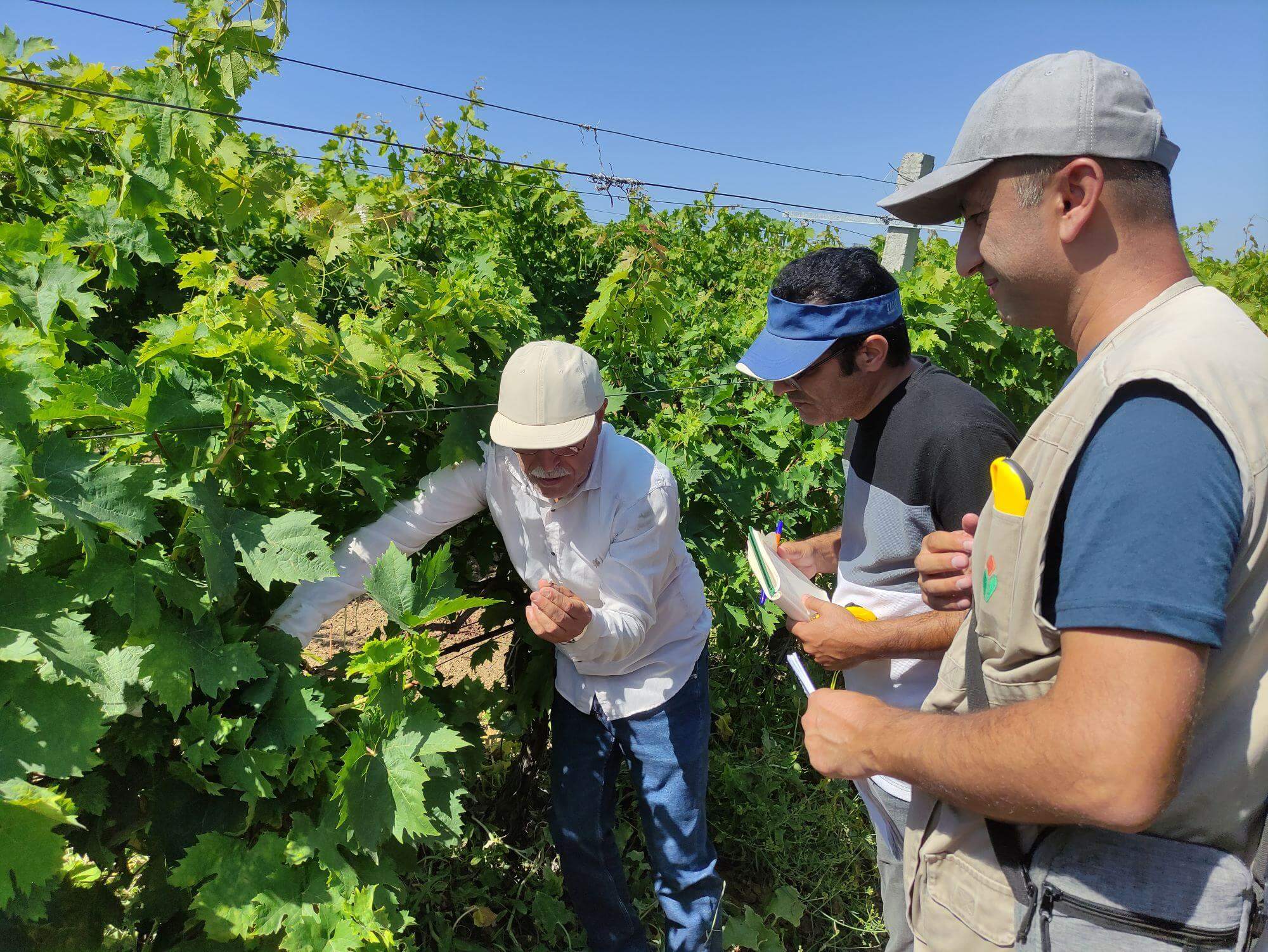 Şamaxıda böyük üzüm bağını dolu vurdu - Aqrar Sığorta Fondu zərəri hesablayır