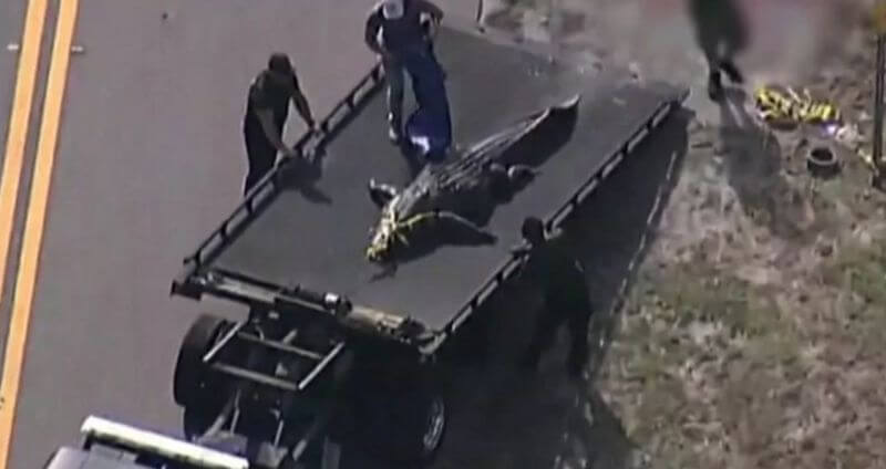 Ağzında insan qalıqları olan 4 metrlik timsah öldürüldü