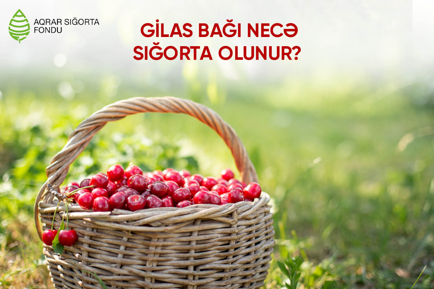Gilas bağı necə sığorta olunur?