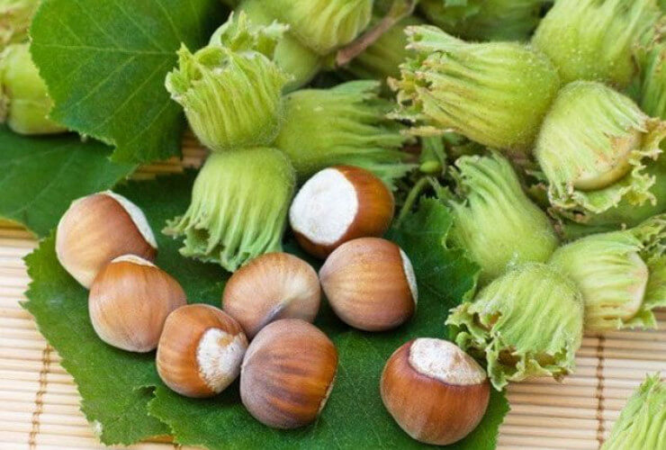 Azərbaycan Türkiyədən fındıq idxalını artırıb